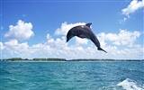 Dolphin Photo Wallpaper #12