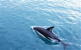 Dolphin Photo Wallpaper #13