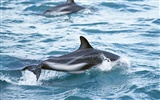 Dolphin Photo Wallpaper #14