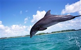 Dolphin Photo Wallpaper #15