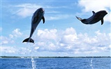 Fondo de pantalla de fotos de delfines #19