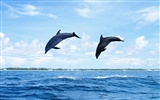 Fondo de pantalla de fotos de delfines #20