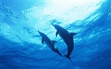 delfínů Foto Wallpaper #22