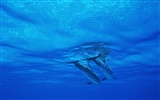 Fondo de pantalla de fotos de delfines #26