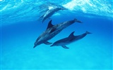 Дельфин Фото обои #27