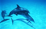 delfínů Foto Wallpaper #28