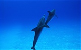 Fond d'écran Photo Dolphin #30
