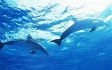 Dolphin Photo Wallpaper #35