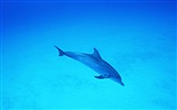 Дельфин Фото обои #37