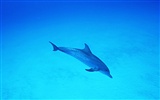 Dolphin Photo Wallpaper #37