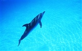Дельфин Фото обои #38