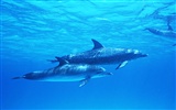 Fondo de pantalla de fotos de delfines #39