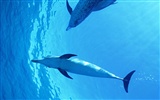 Дельфин Фото обои #40