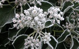 冰雪植物壁紙專輯 #3