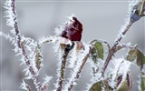 冰雪植物壁纸专辑6