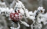 冰雪植物壁纸专辑7