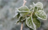 冰雪植物壁紙專輯 #8