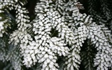 冰雪植物壁紙專輯 #9