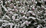 冰雪植物壁紙專輯 #10
