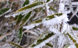 冰雪植物壁紙專輯 #11