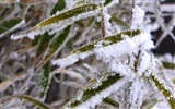 冰雪植物壁纸专辑11