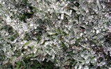 冰雪植物壁紙專輯 #13