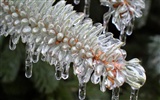 Fondos de pantalla planta de hielo álbum