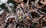 冰雪植物壁紙專輯 #15