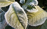 冰雪植物壁紙專輯 #18