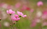 Autumn cosmos wallpaper #37