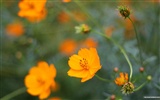 Autumn cosmos wallpaper #38