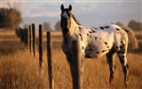 Horse Wallpaper Album #12