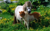 Horse Wallpaper Album #29