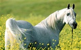 Horse Wallpaper Album #33