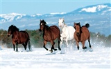 Album Fond d'écran Cheval