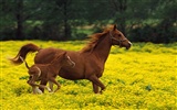 Horse Wallpaper Album #38