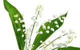 白色花朵壁紙 #7
