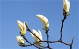 White flowers wallpaper #12