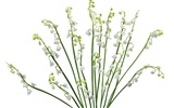 白色花朵壁紙 #14