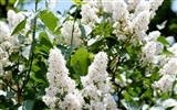 Fleurs blanches Fond d'écran