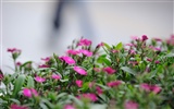 尼康 D700 樣張壁紙 #7