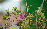 尼康 D700 樣張壁紙 #10