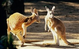 Caractéristiques de beaux paysages de l'Australie #23