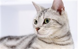 HD papel tapiz lindo gatito #6