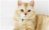 HD papel tapiz lindo gatito #7