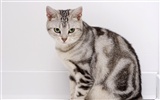 HD papel tapiz lindo gatito #9