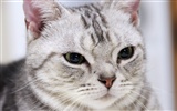 HD papel tapiz lindo gatito #12