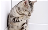 HD roztomilé koťátko wallpaper #13