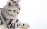 HD papel tapiz lindo gatito #14