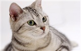 HD papel tapiz lindo gatito #16